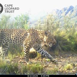 clt-leopard-01_original
